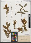 Foto von Salix appendiculata Vill. x Salix purpurea L.
